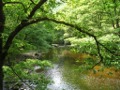 Tree and River Landscape